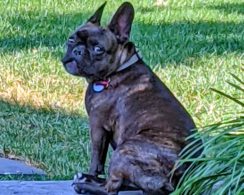 Louie - French Bulldog