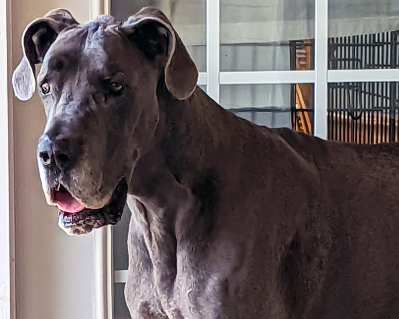 Mikey - Great Dane