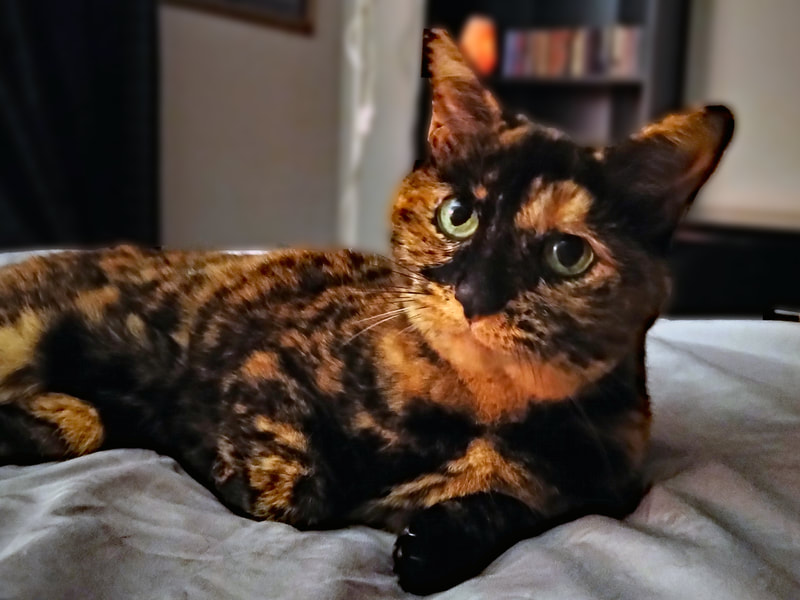 Mischief - Tortoise Shell